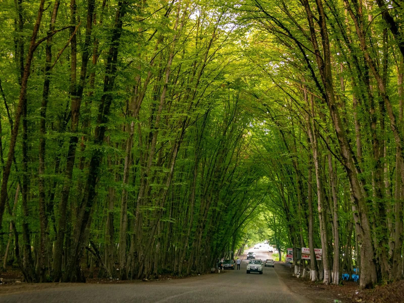 Лесной тоннель