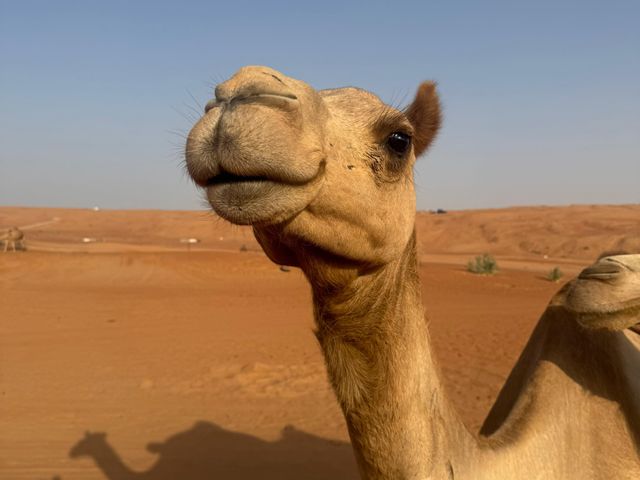 Экскурсия из Маската в пустыню Вахиба с ночевкой+Вади Бани Халид