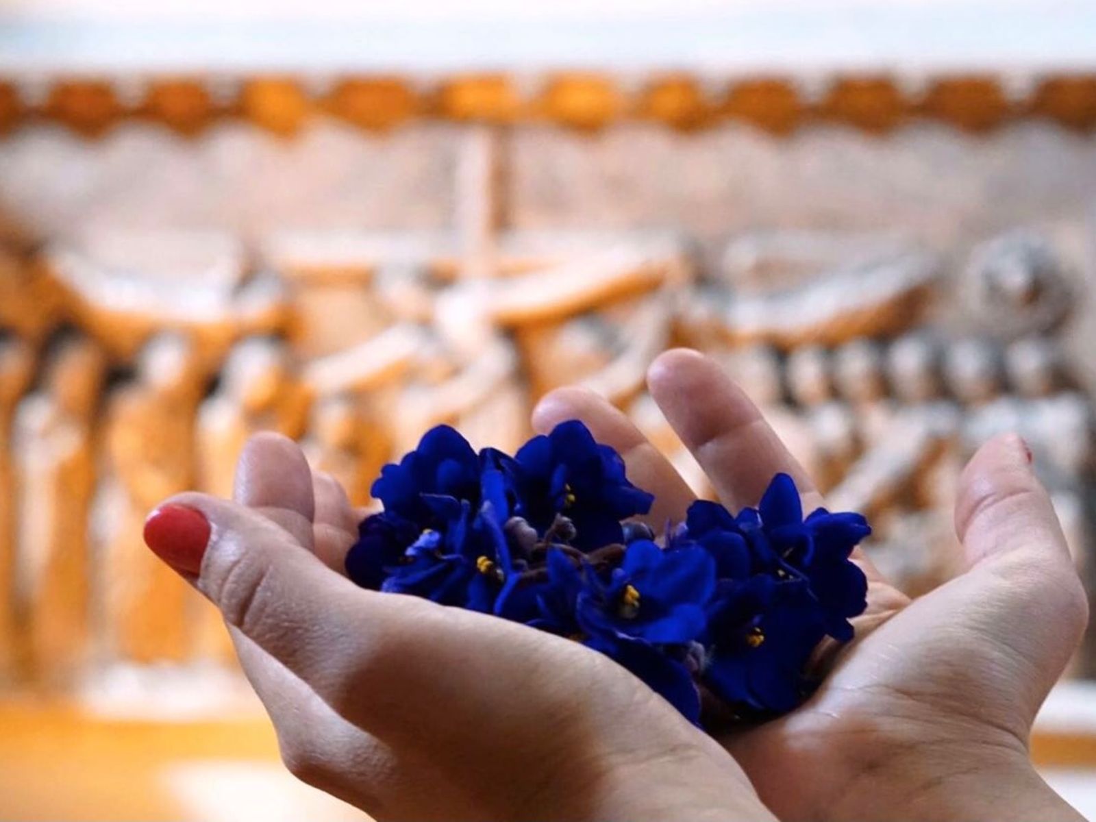 Пармская фиалка