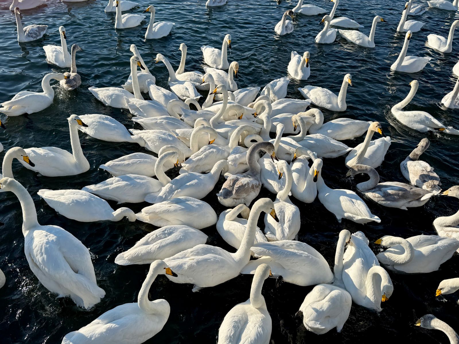 Лебединое озеро