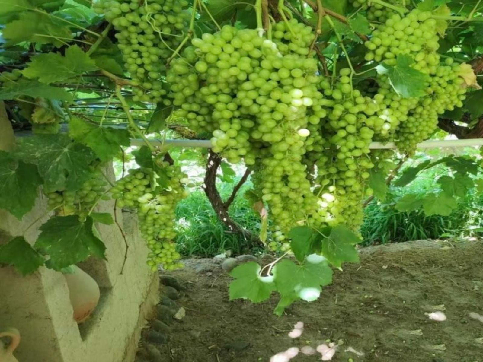 Виноградная долина