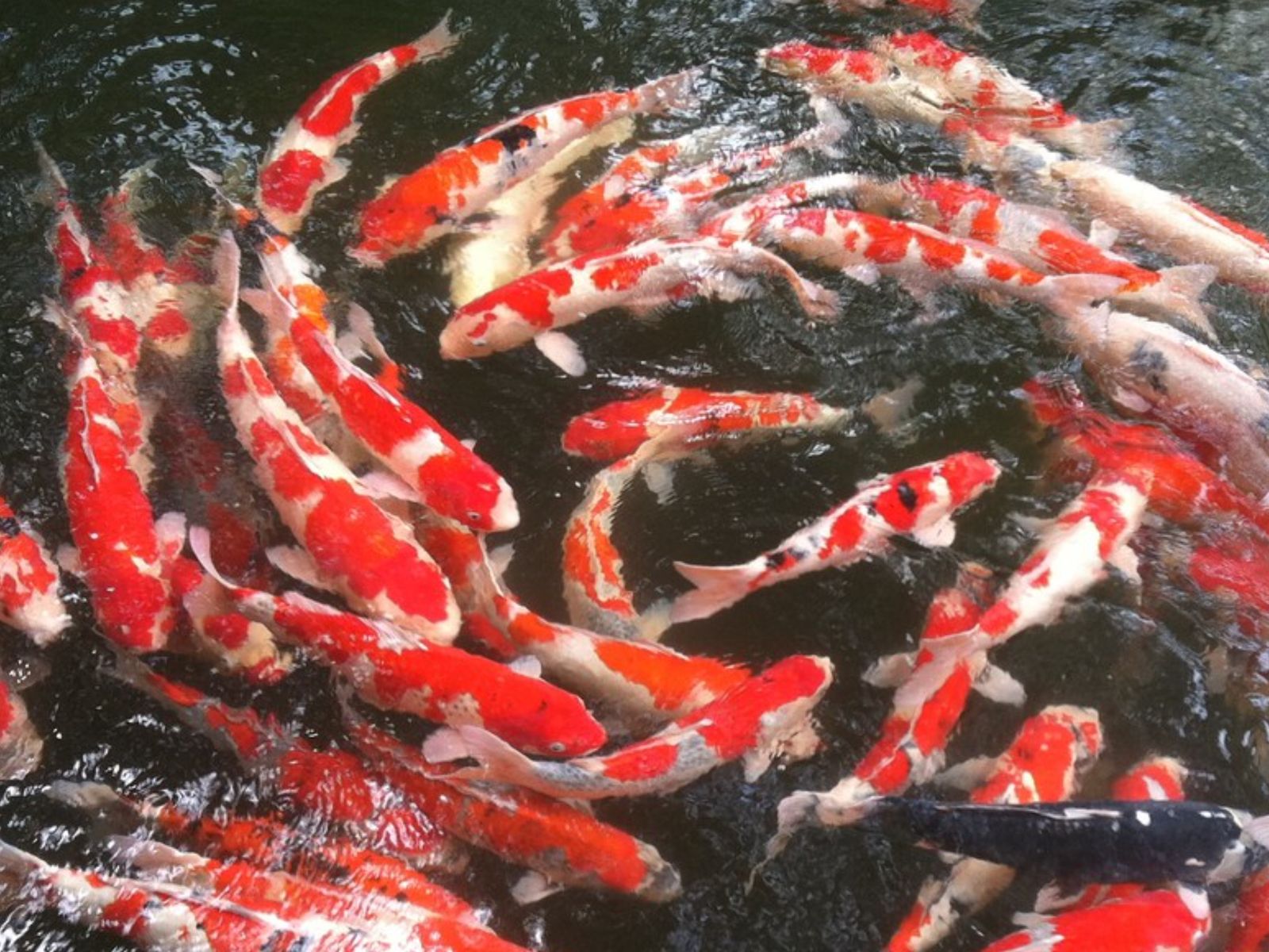 Рыбки в пруду