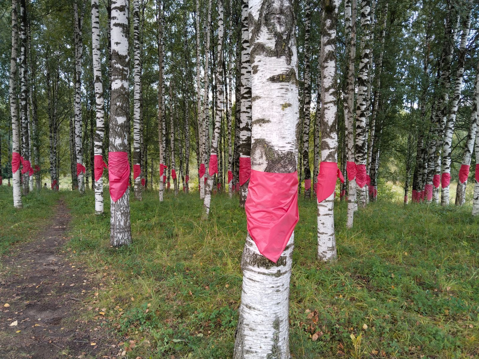 Березовая роща