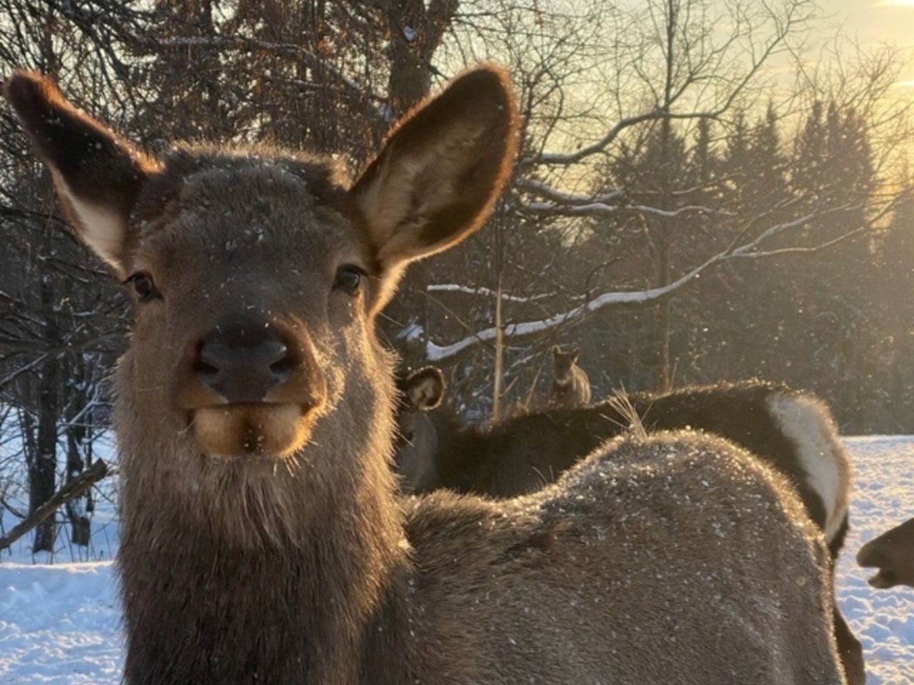 Групповая экскурсия из Ижевска на оленеферму для школьников - групповая экскурсия в Ижевске на автобусе длительностью 4.5 часа с количеством участников более 20 человек цена экскурсии 3750₽