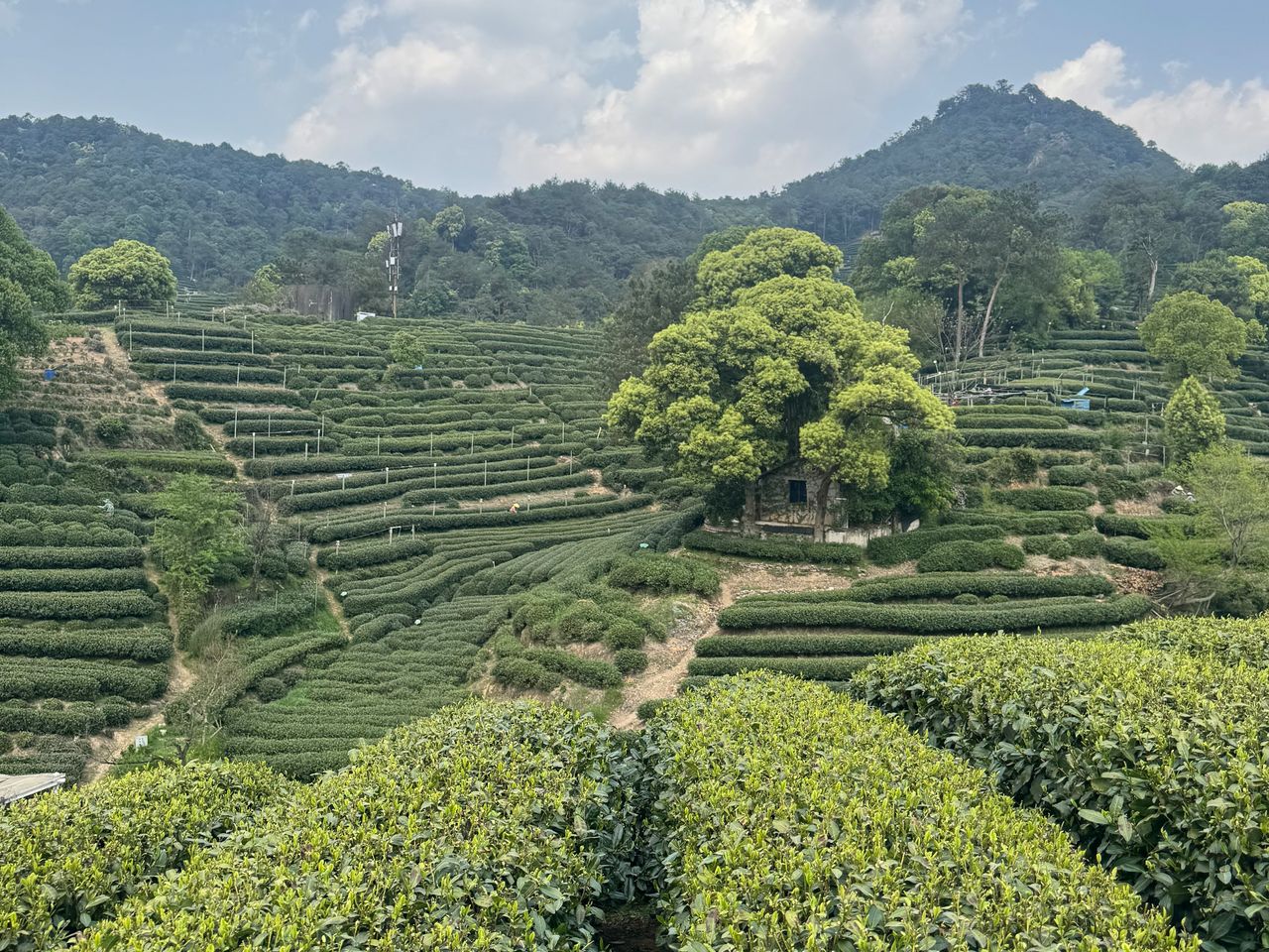 Чайные плантации Ханчжоу: экскурсия-погружение в культуру чая - индивидуальная экскурсия в Ханчжоу пешком длительностью 3.5 часа с количеством участников до 8 человек цена экскурсии 200$