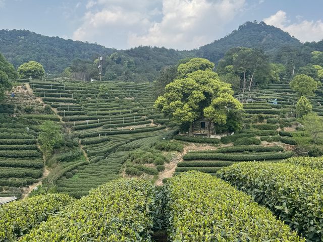 Чайные плантации Ханчжоу: экскурсия-погружение в культуру чая