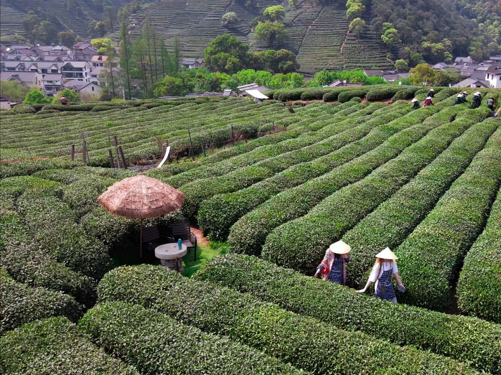 На плантации