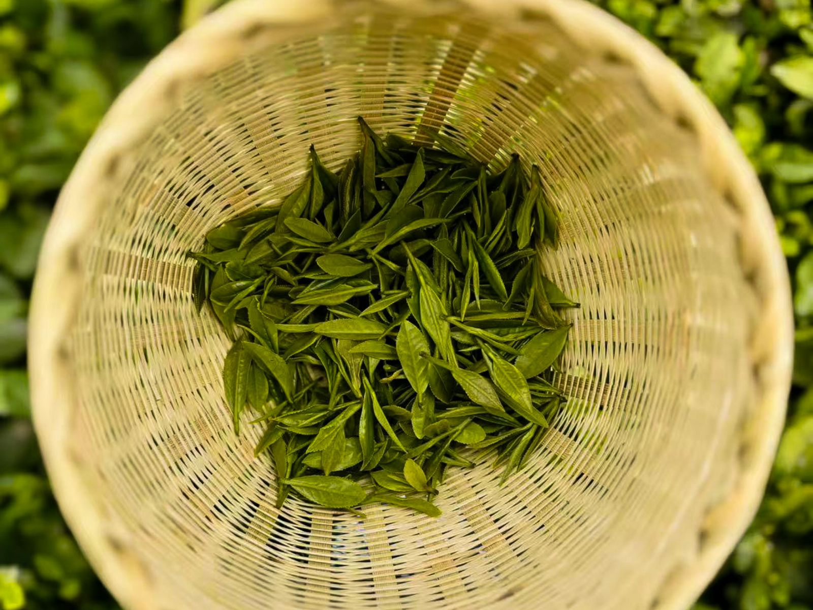 Собранные листья