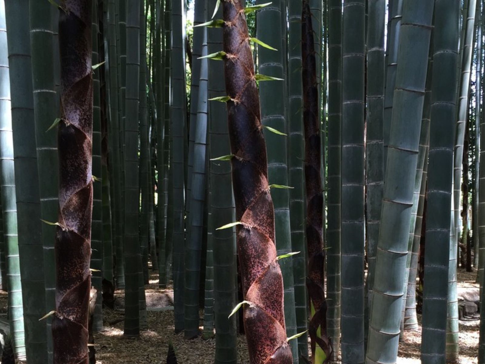 Бамбуковая роща