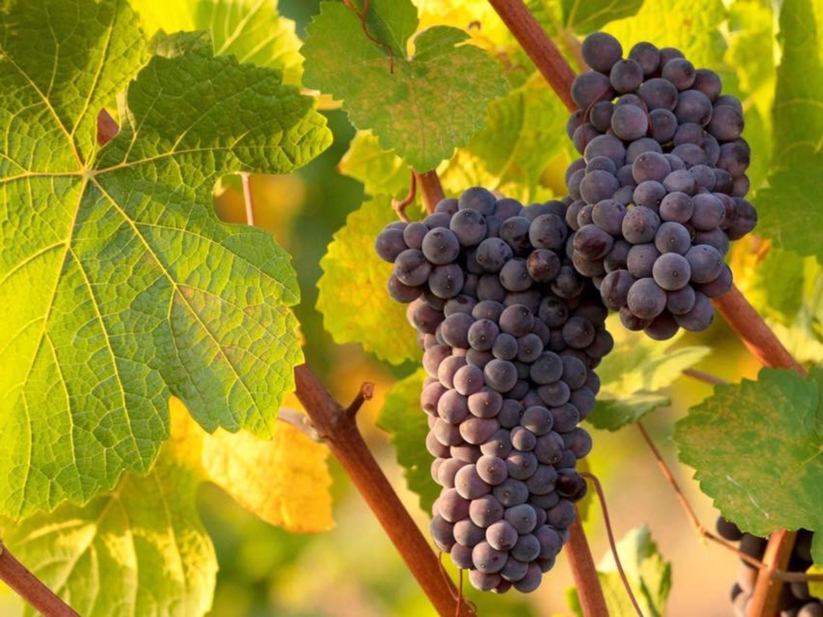 Виноград