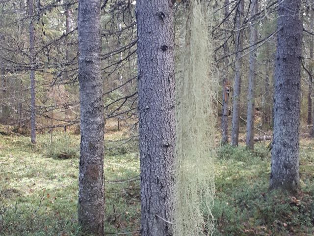 Поход по скалам с панорамными видами в пригороде Петрозаводска — фото 3