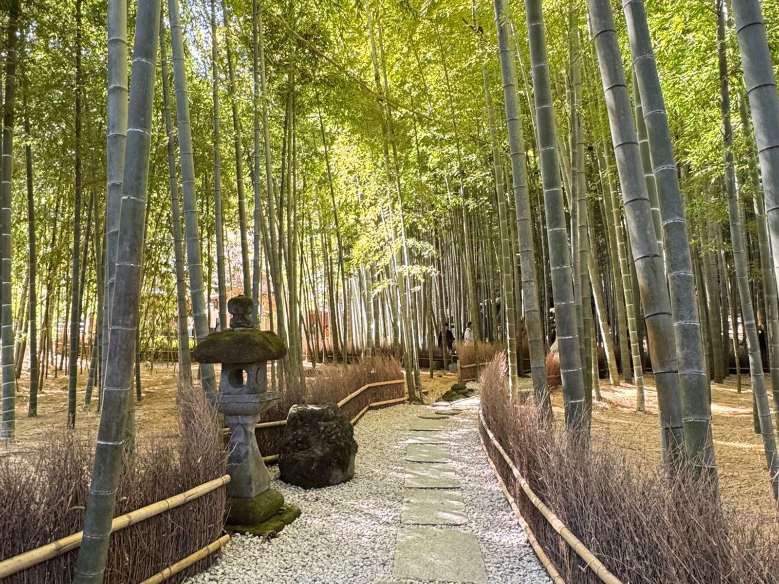 Бамбуковая роща