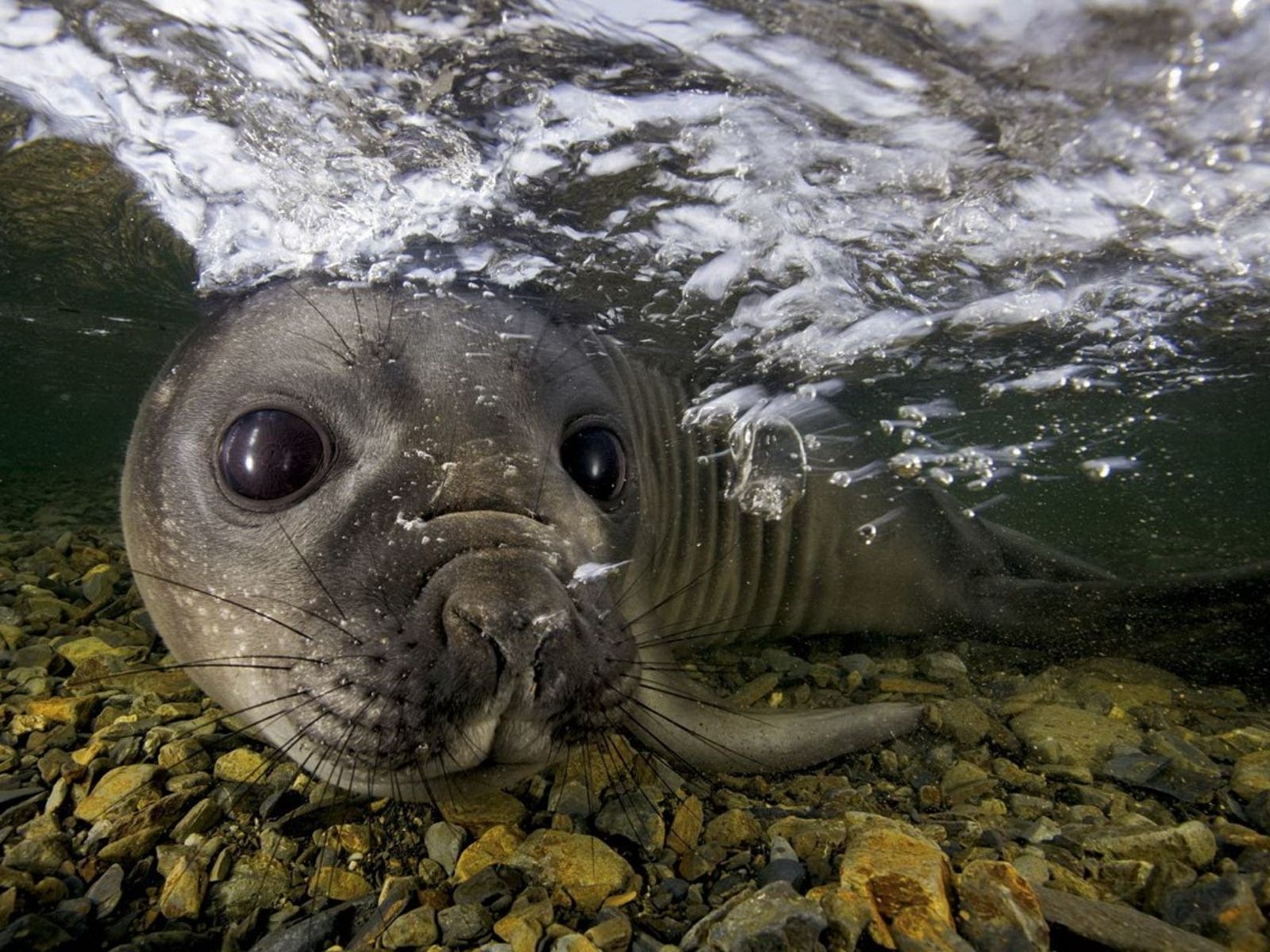 Морской котик