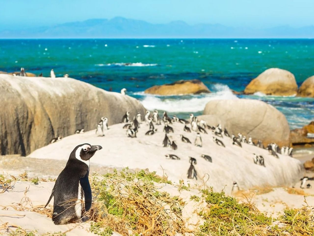 Экскурсия из Кейптауна по окрестностям + мыс Доброй Надежды - индивидуальная экскурсия в Кейптауне на машине гида длительностью 8 часов с количеством участников до 3 человек цена экскурсии 488€