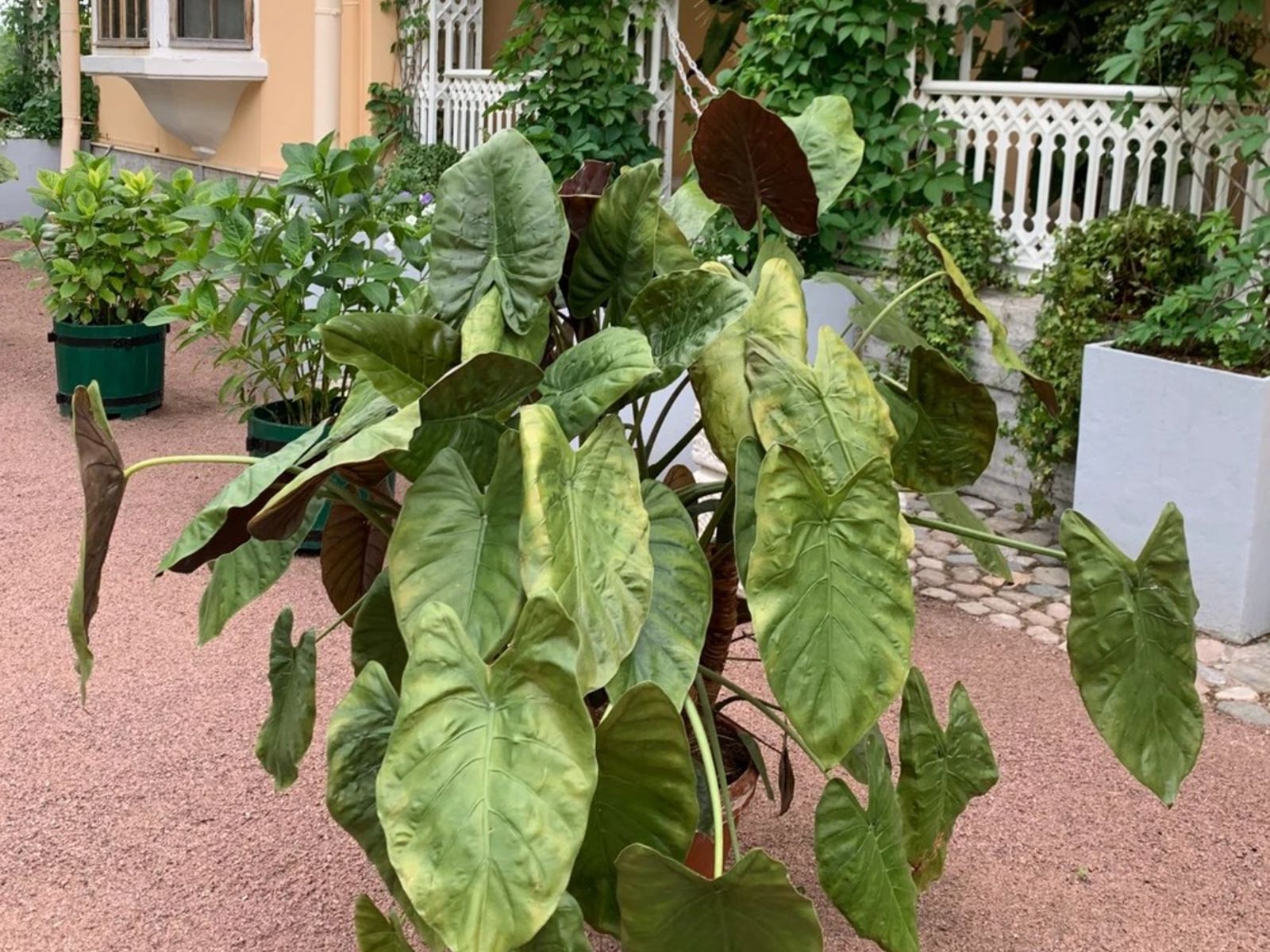 Александрия. Парк