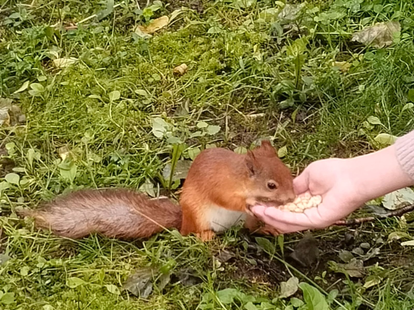 Петергофская белочка