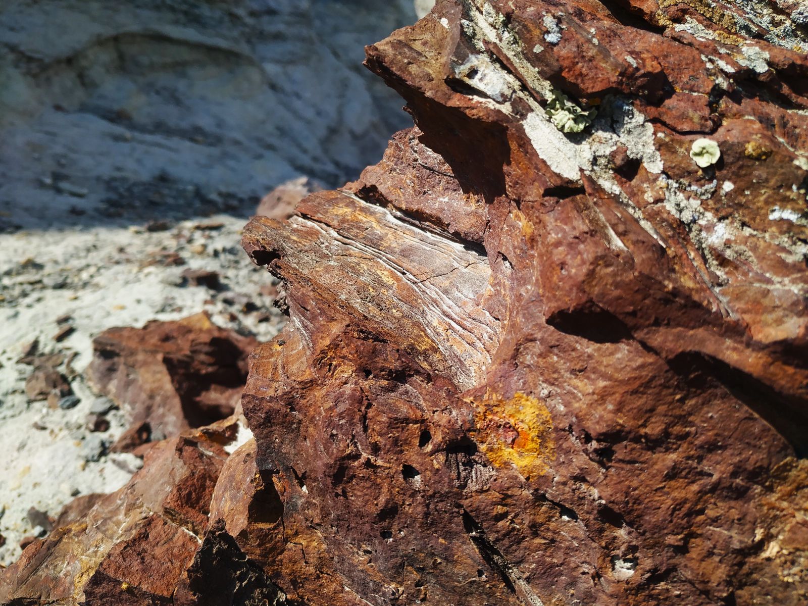 Окаменелые стволы деревьев (Коккала)