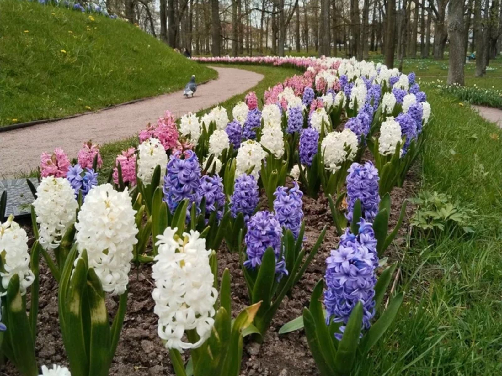 Гатчинский парк