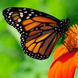 Елена гид в Москве