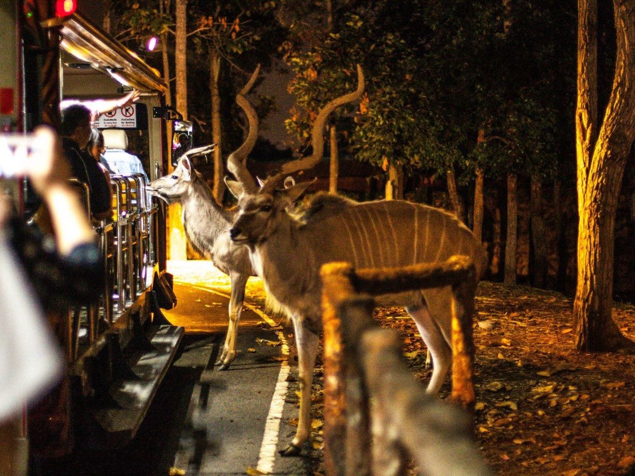 Индивидуальная экскурсия в Сингапуре в зоопарк "Ночное сафари" - индивидуальная экскурсия в Сингапуре на машине гида длительностью 5 часов с количеством участников до 2 человек цена экскурсии 1070$
