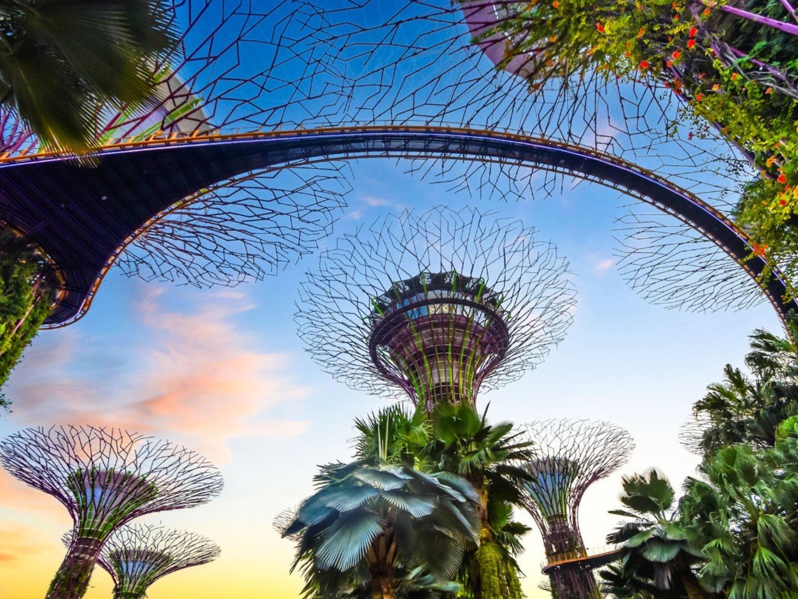 Сверхдеревья