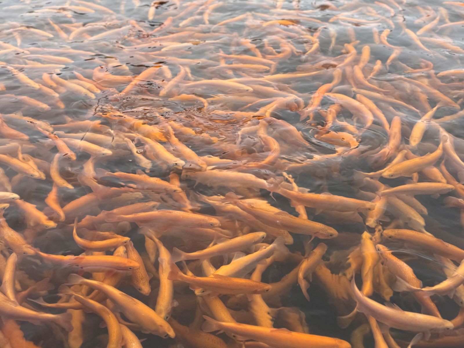 Форель на Главрыбе