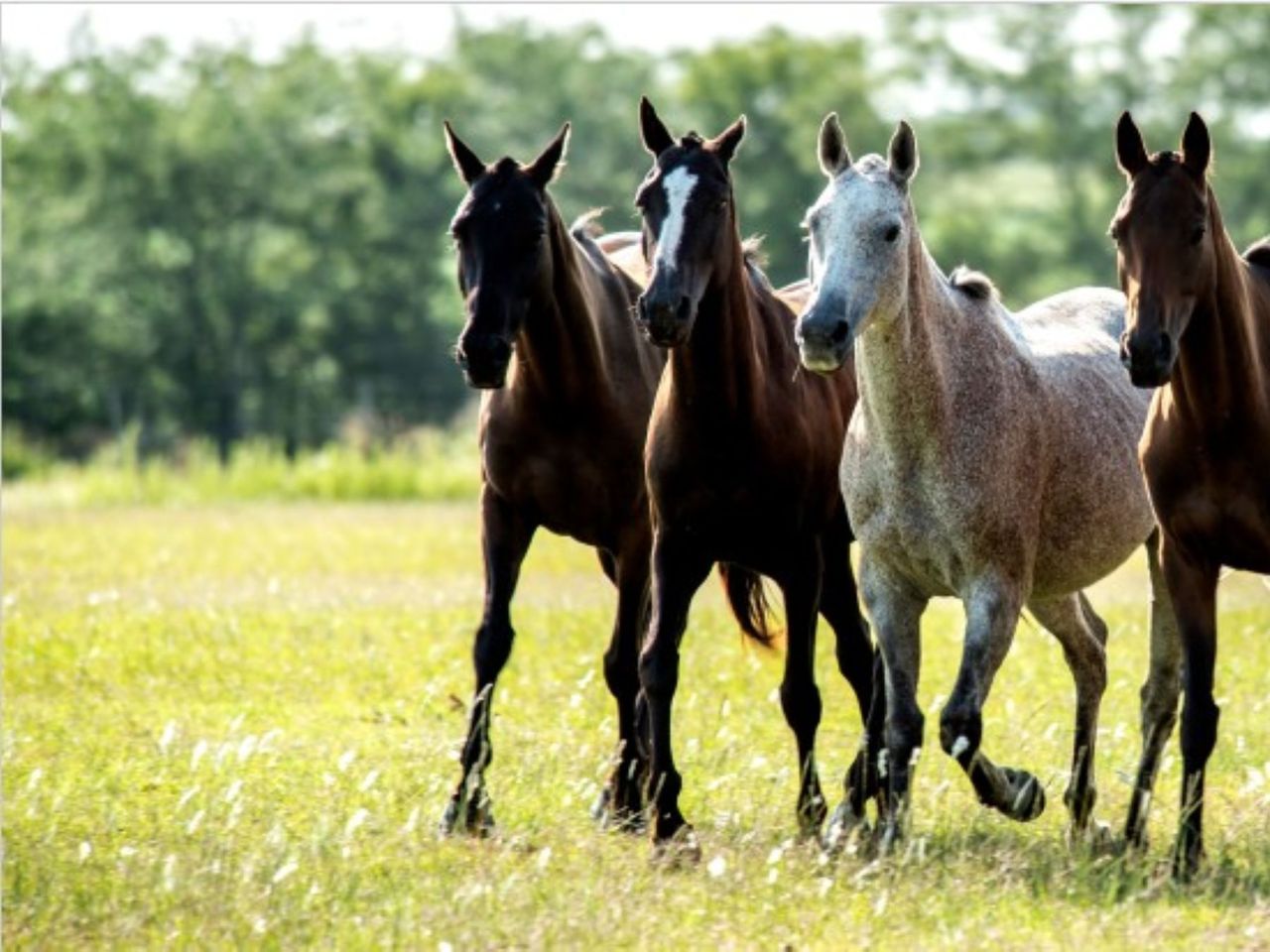 Обзорная экскурсия из Буэнос-Айреса в загородную поло-резиденцию - индивидуальная экскурсия в Буэнос-Айресе на машине гида длительностью 8 часов с количеством участников до 3 человек со скидкой 5% еще 2 дня цена экскурсии 950$