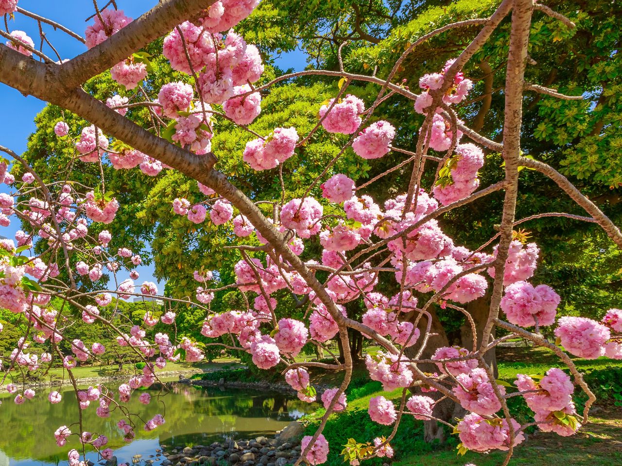 Индивидуальная экскурсия в Киото по лучшим местам цветения сакуры - индивидуальная экскурсия в Киото длительностью 7 часов с количеством участников до 4 человек цена экскурсии 395€