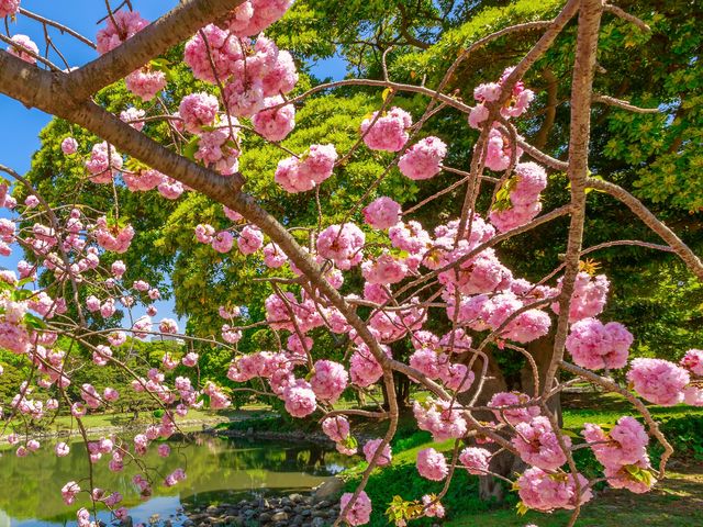 Индивидуальная экскурсия в Киото по лучшим местам цветения сакуры