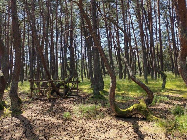 Зеленоградск и национальный парк "Куршская коса" — фото 3