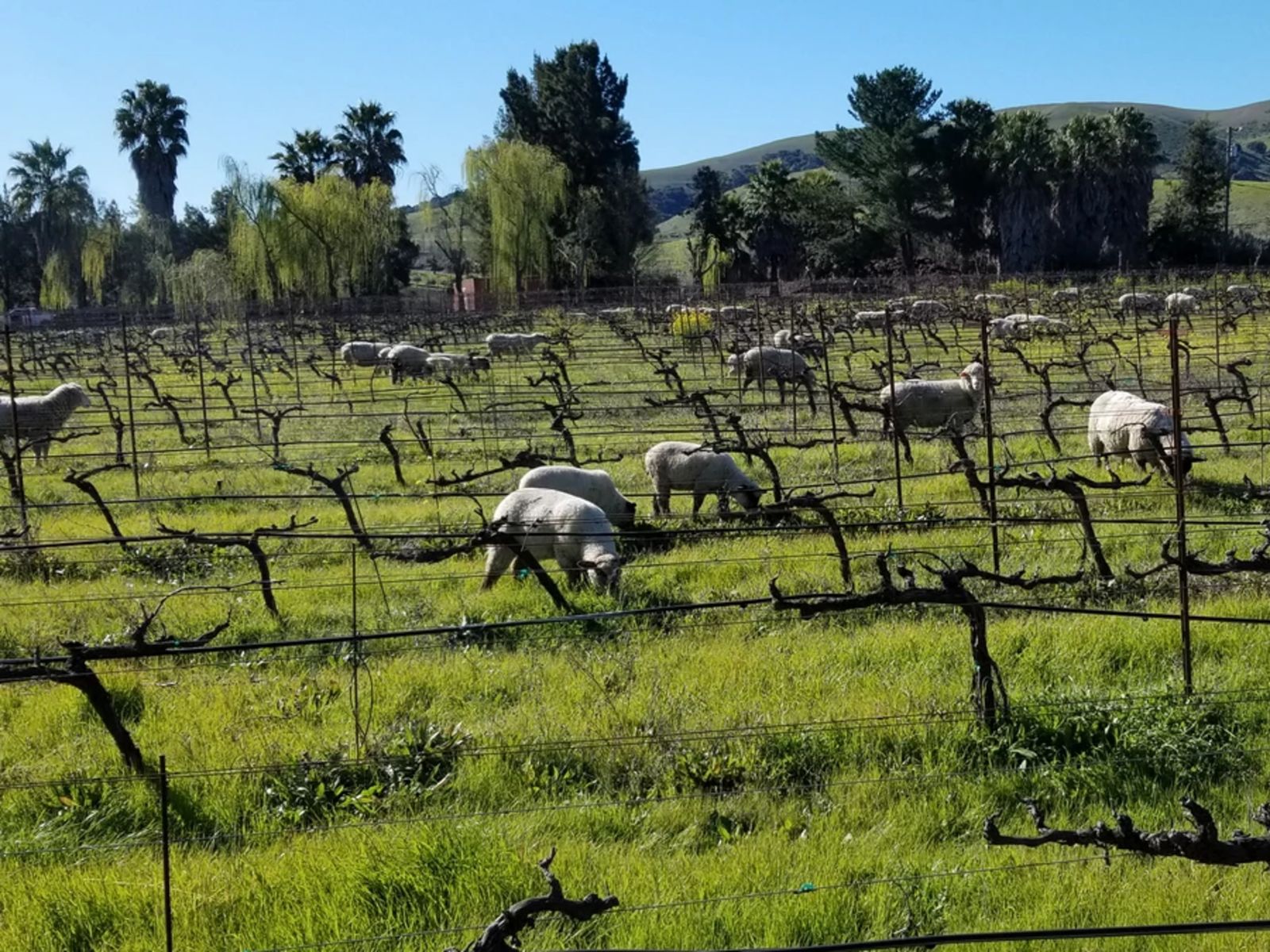 Виноградники