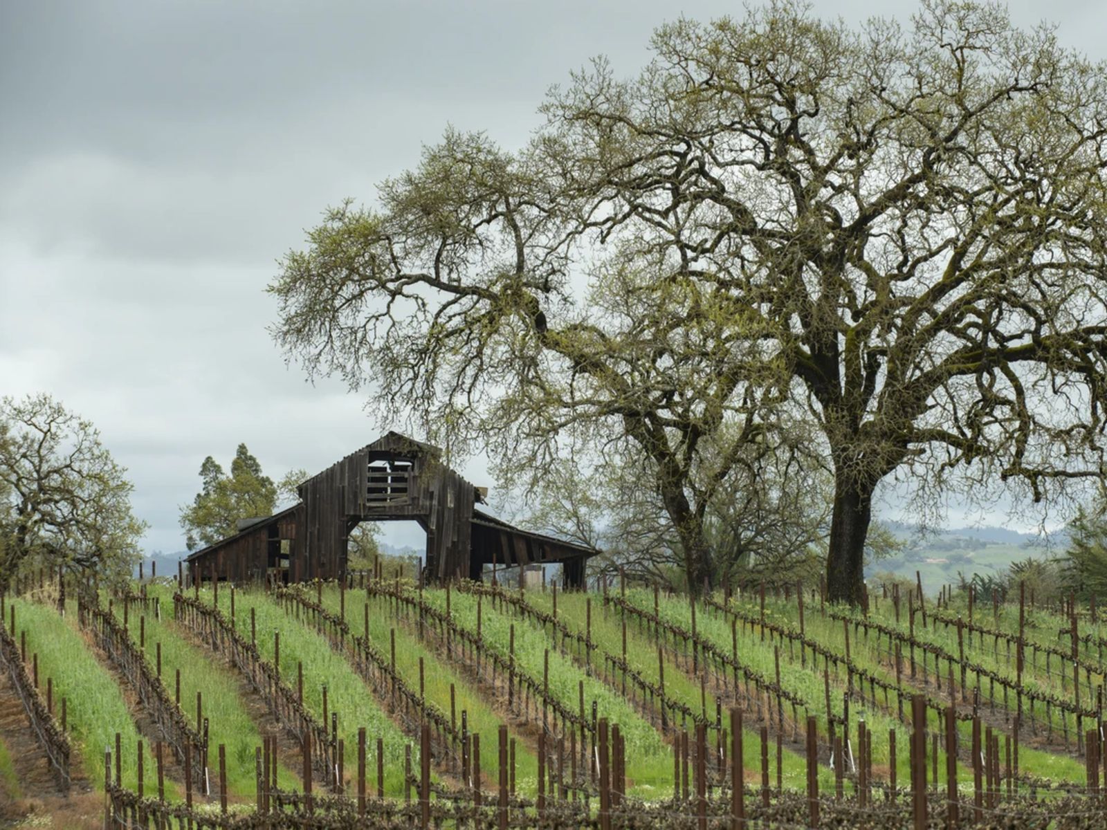 Виноградники