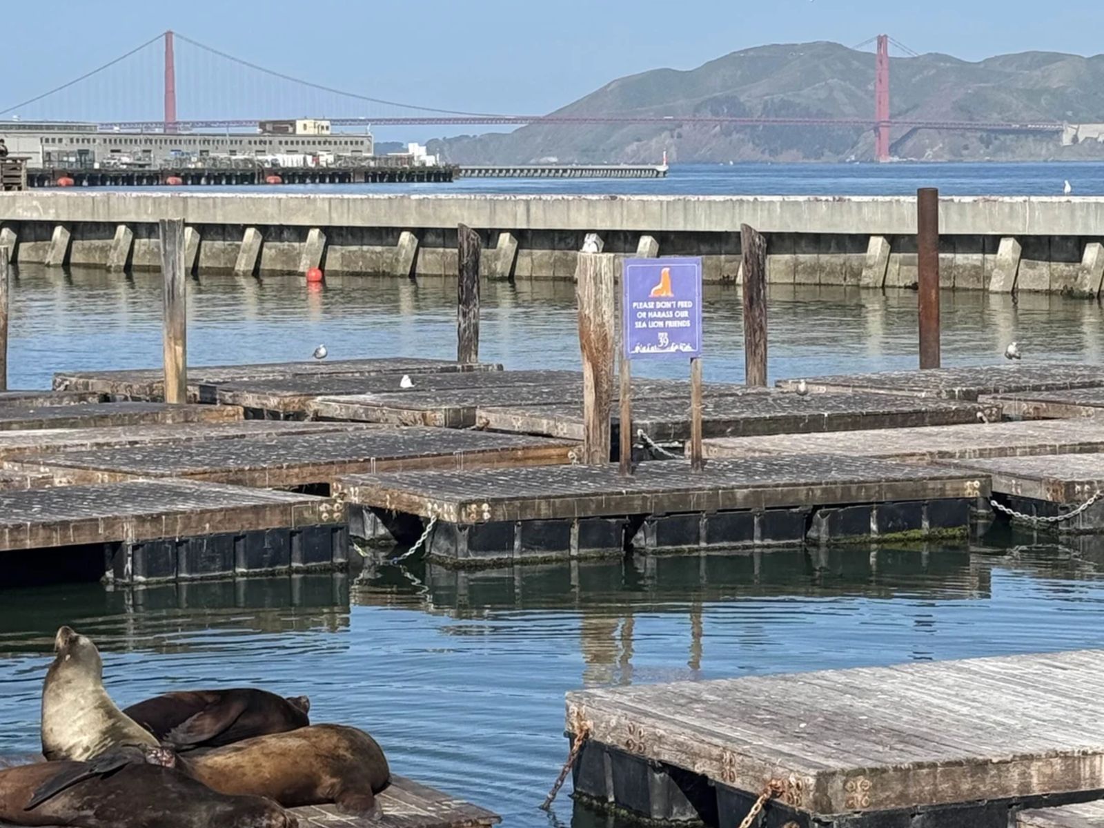 Морские котики на Pier 39