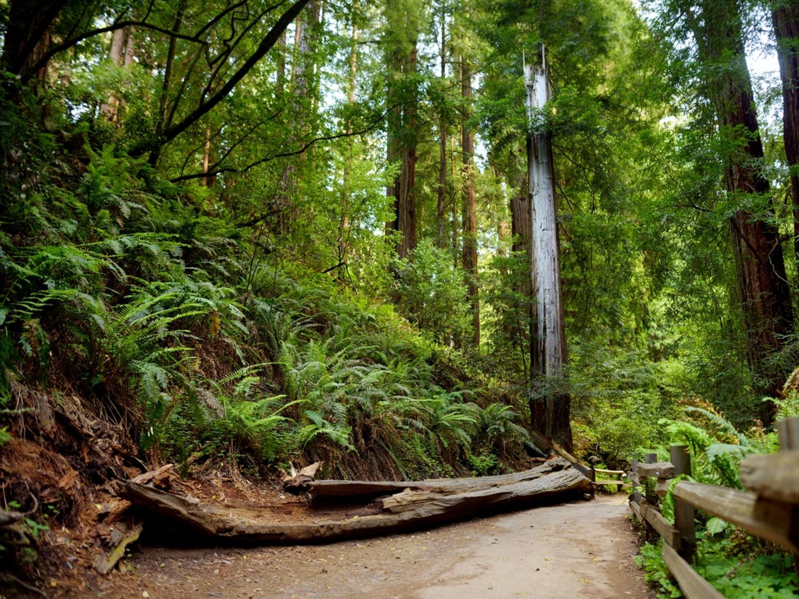 Прогулка по Мьюрскому лесу
