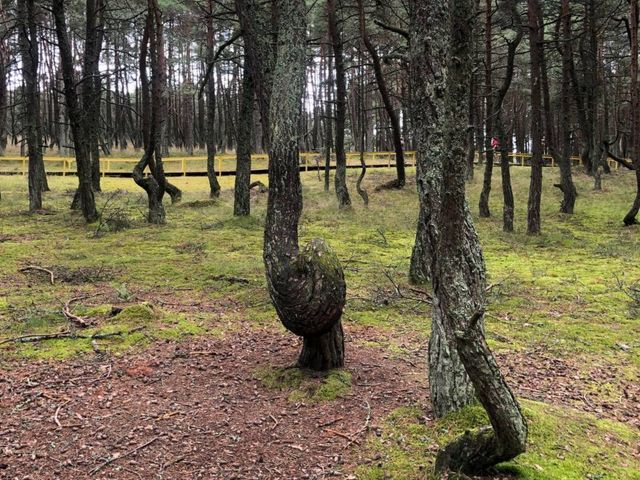 Экскурсия на 2 дня: Калининград, Куршская коса и Зеленоградск