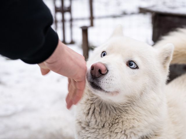 Экскурсия в деревню юмора Киндасово, питомник хаски + шунгит