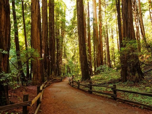 Экскурсия из Сан-Франциско в Сосалито, Мьюирский лес и Соному