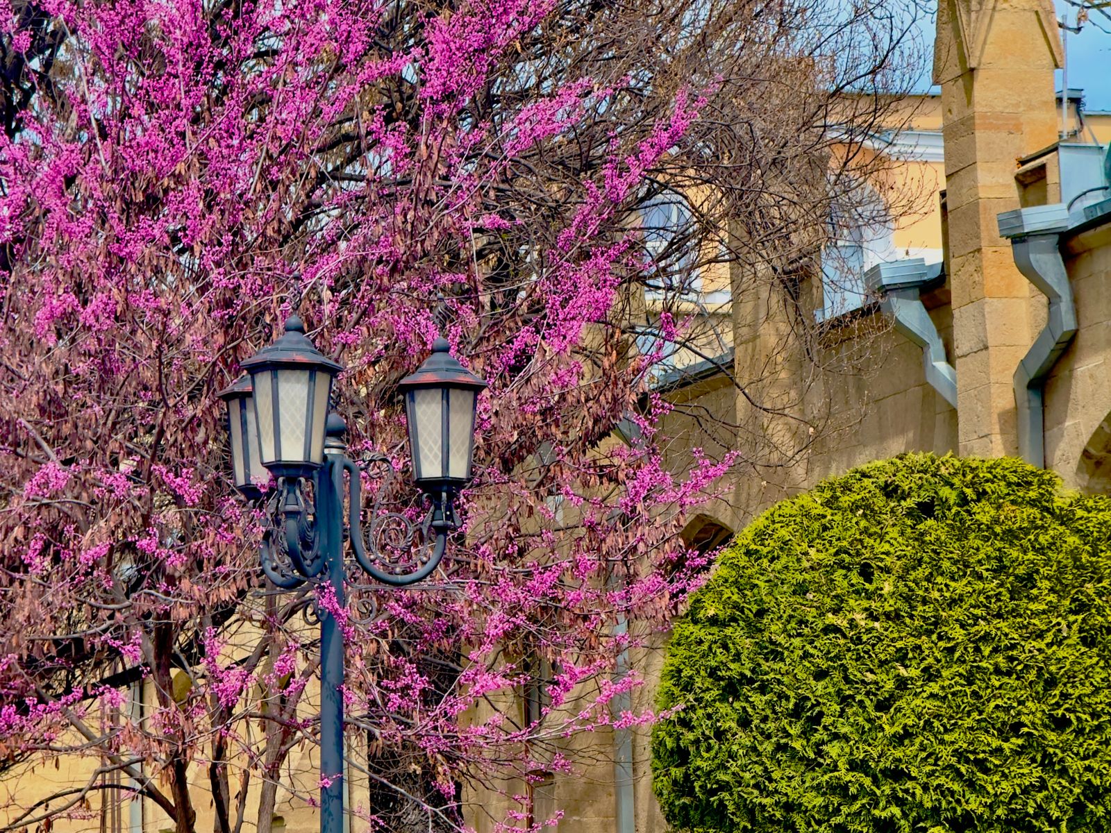 Цветущий Церцис у фонтана "Лягушки"