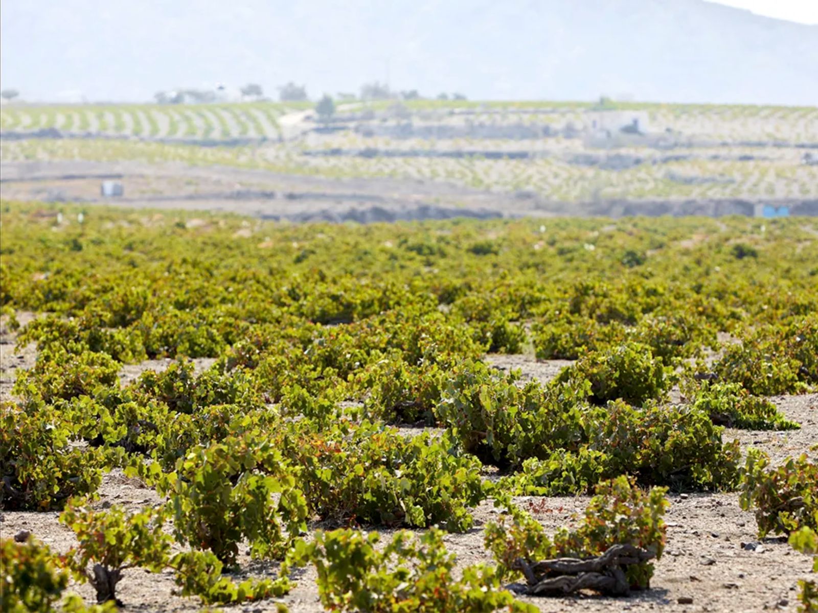 Виноградники