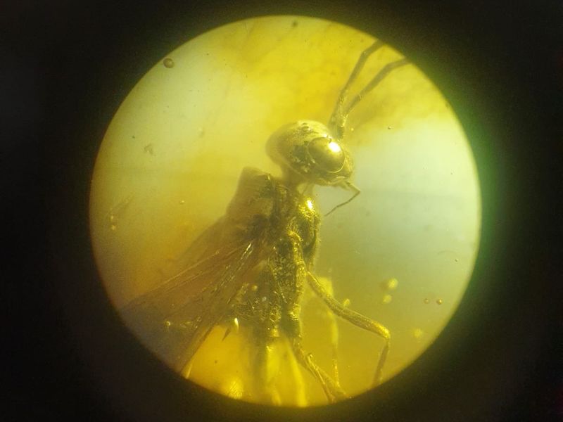 Через лупу