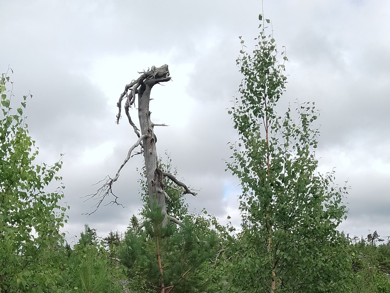 Необычная коряга