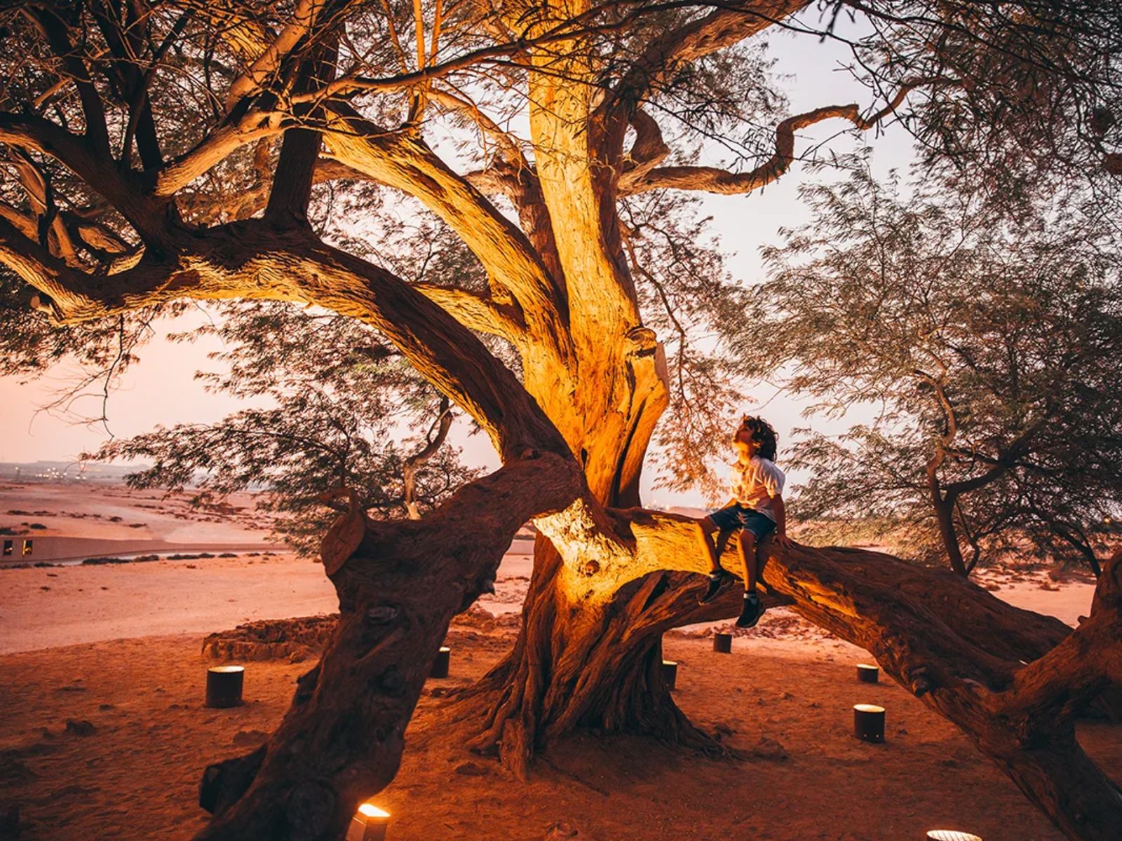 Загадочное дерево посреди пустыни — символ силы и веры