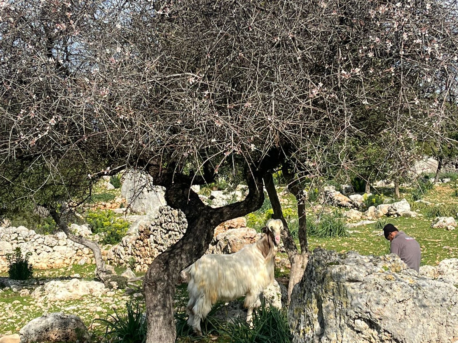 Местные жители