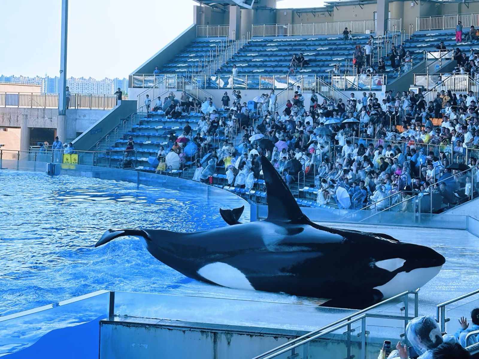 Шоу с косатками