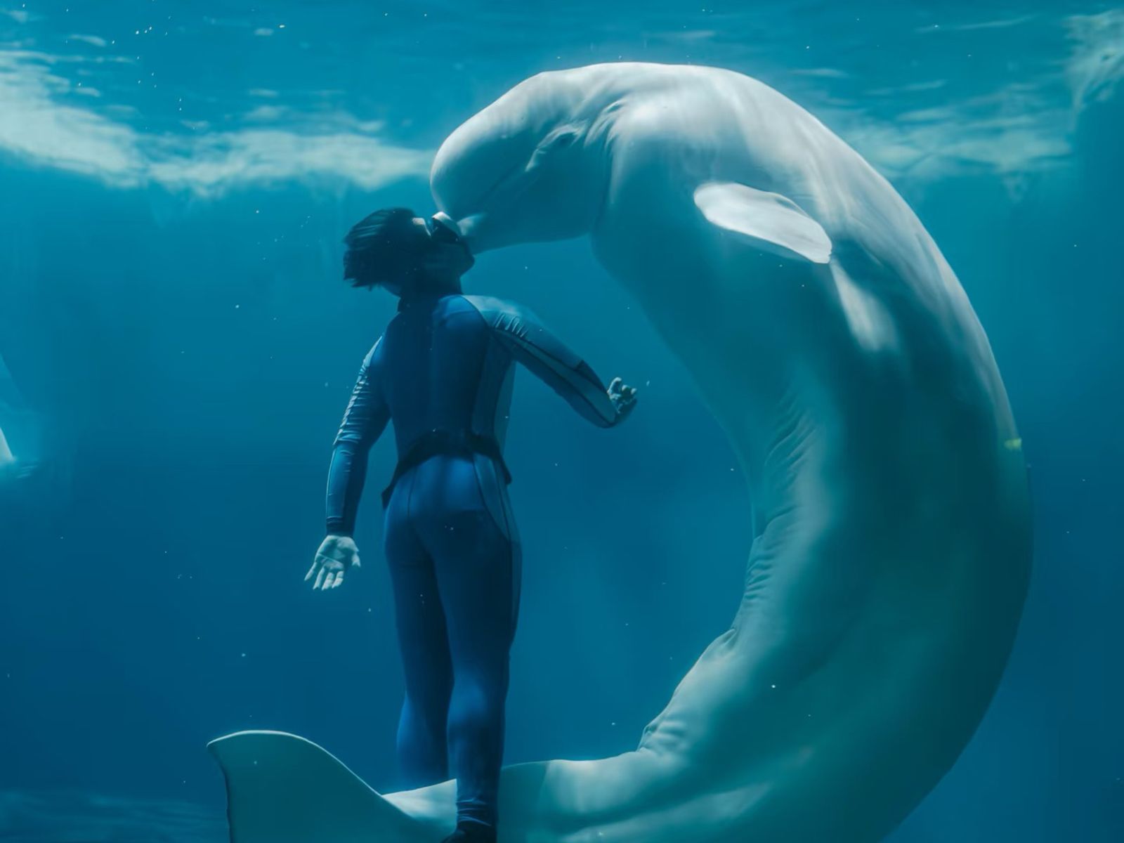 Встреча с белухами