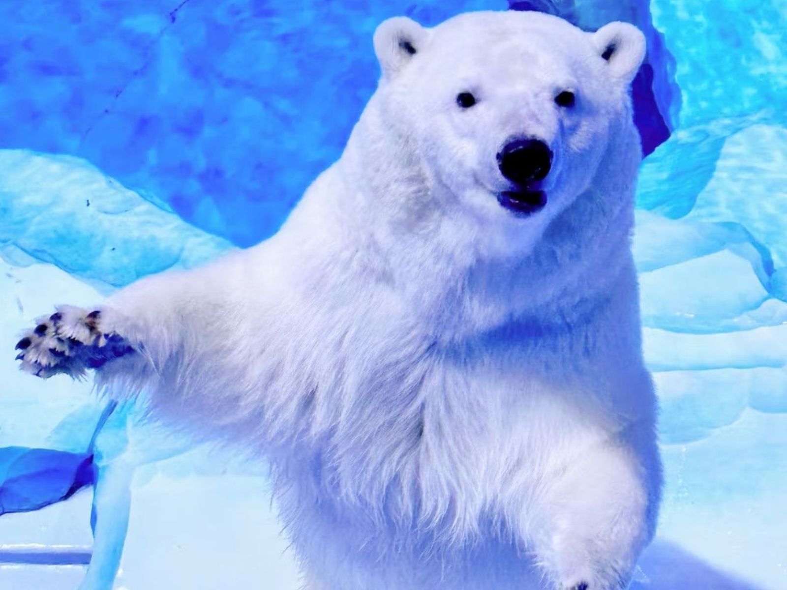 Белый медведь