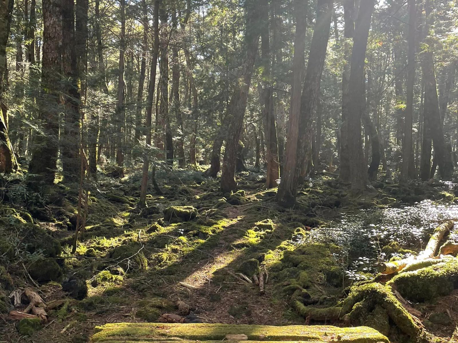 Лес Аокигахара