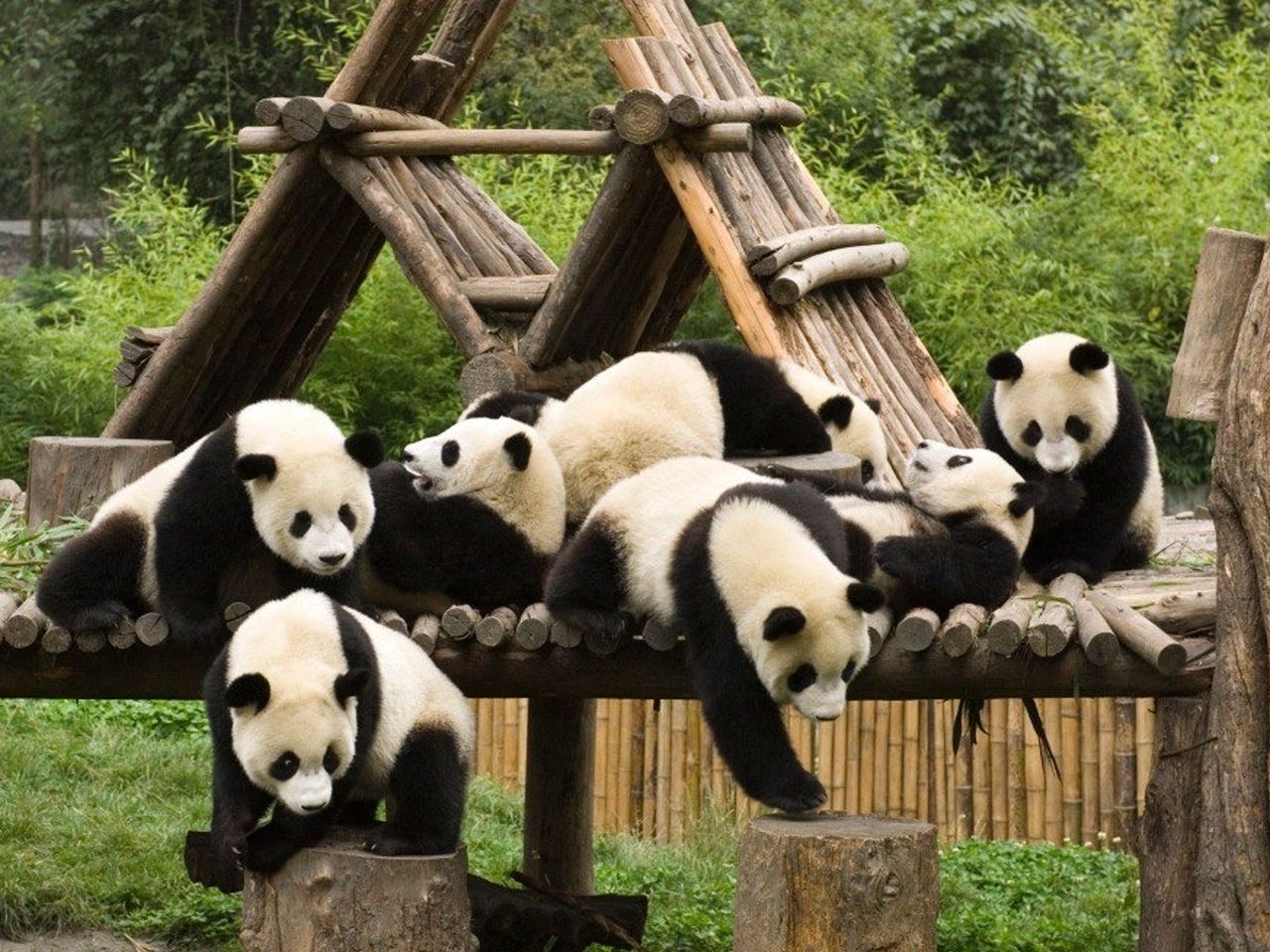 Индивидуальная обзорная экскурсия по Чэнду на авто - индивидуальная экскурсия в Чэнду на машине гида длительностью 4 часа с количеством участников до 3 человек цена экскурсии 555$