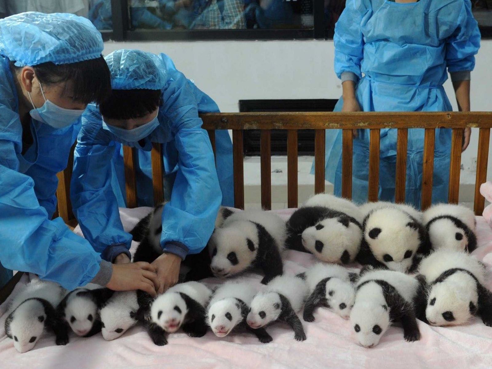 Центр разведения панд