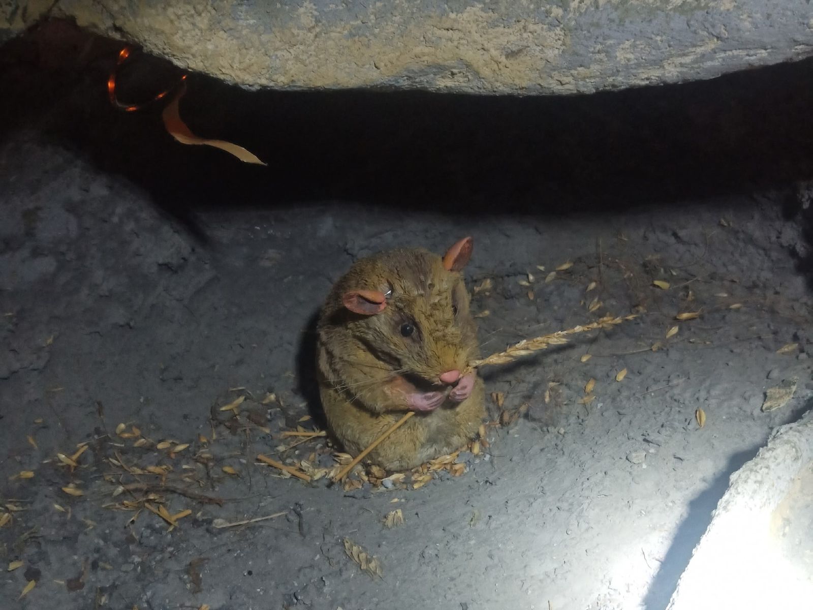 Кто живет под землей? Хомяк!